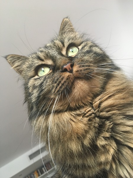 'Adopt don't shop' - tell me about your rescue cats