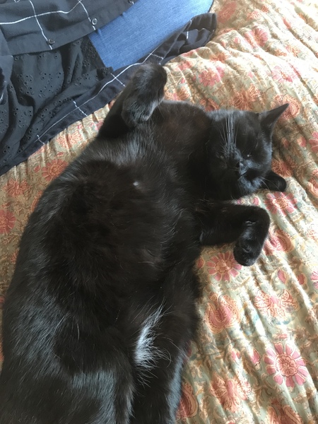 Picture of my fat cat on his back