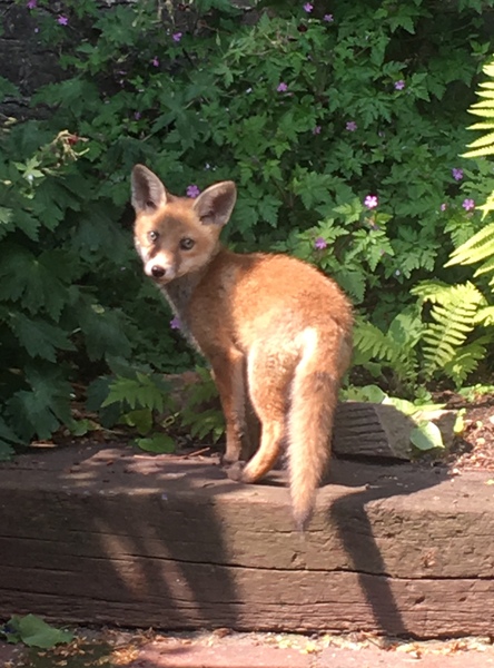 Tell me about your local animals