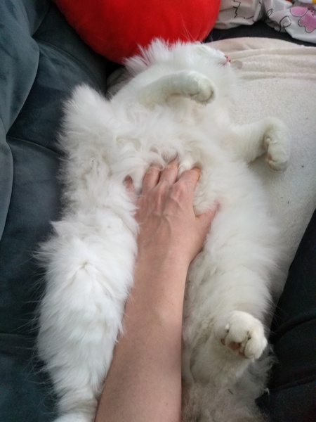 Picture of my fat cat on his back