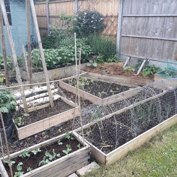 Allotment/Veg Patch Thread 14 ! growing into summer