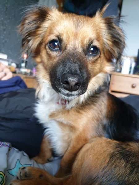 To ask what nicknames you give your pets?