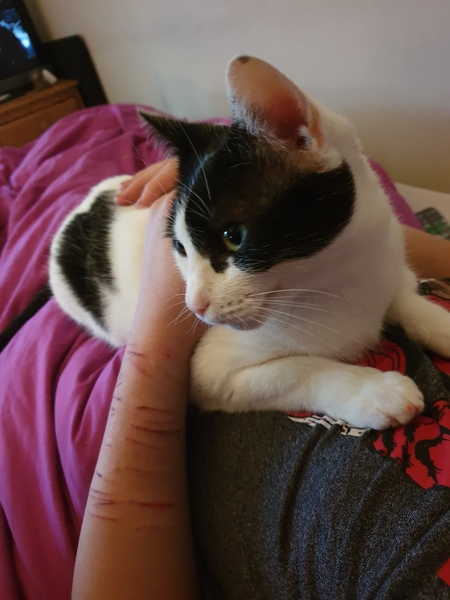 To ask what nicknames you give your pets?