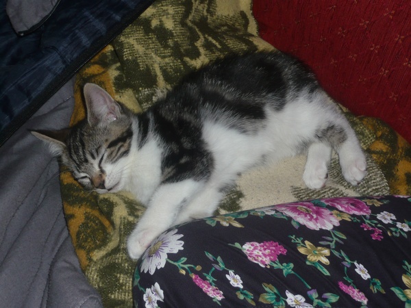 AIBU to think my cat is the cutest !