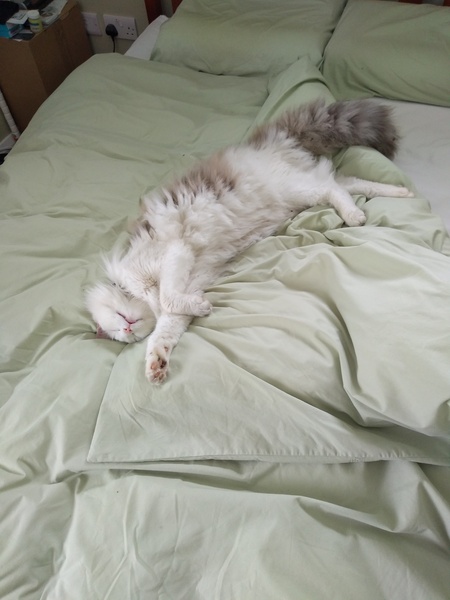 What's your DCat up to today? (Thread 7!)