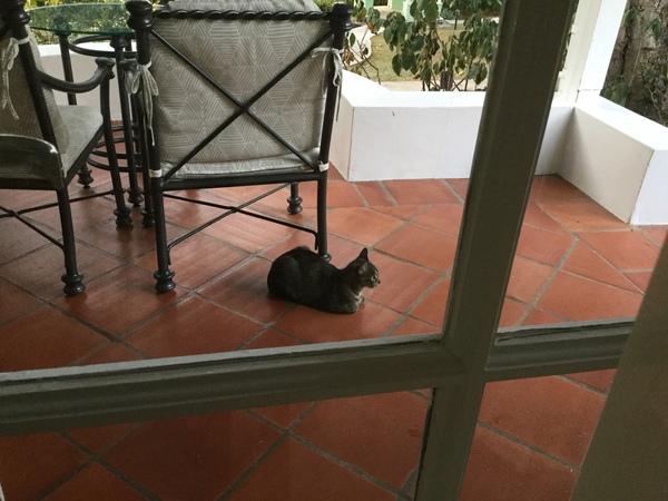 Cockroach in hotel room- kill or leave alone?