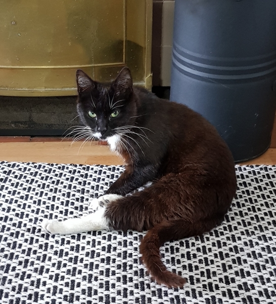 I think my cat's been taken by pest control