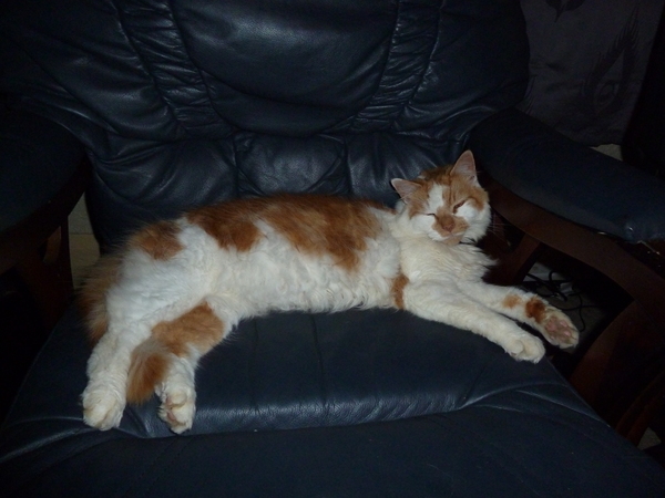 AIBU to think my cat is the cutest !