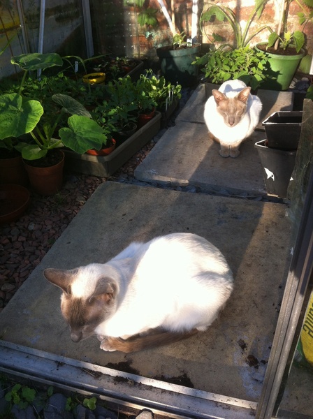 Westministenders: Another Thread, another Shit Show. Its Trump Week