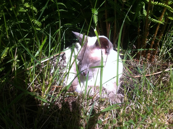 Westminstenders: Long live liberalism