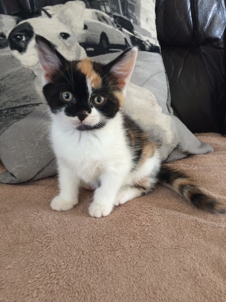 Meet Martha my BSH kitten food suggestions please?