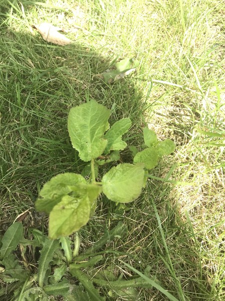 What is this growing out of my lawn - worried it's Japanese knotweed