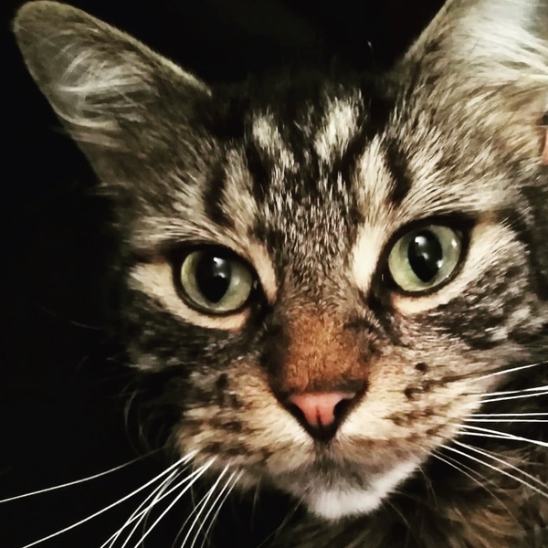 AIBU to think my cat is the cutest !