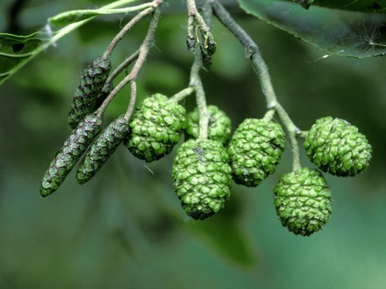 Can anyone identify this tree ?