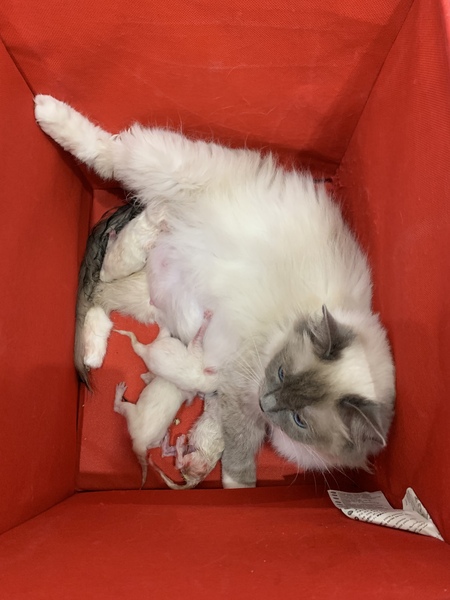 Who wants a live birth thread?