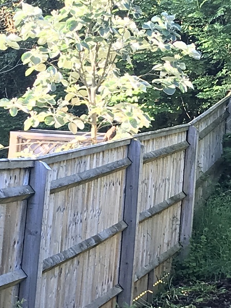 Hurt bird in my garden - what should I do?