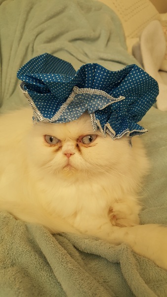 AIBU to think my cat is the cutest !