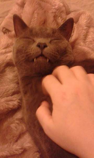 AIBU to think my cat is the cutest !