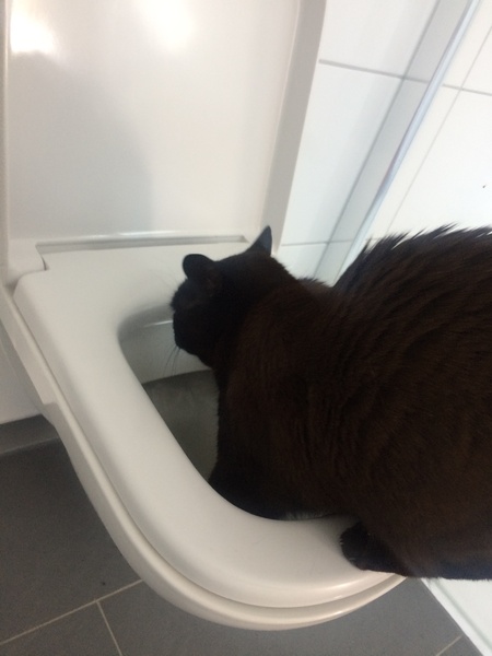 What's your DCat up to today? (Thread 7!)