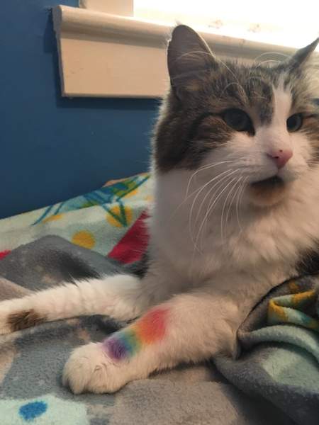 My cat has cancer, when to PTS?