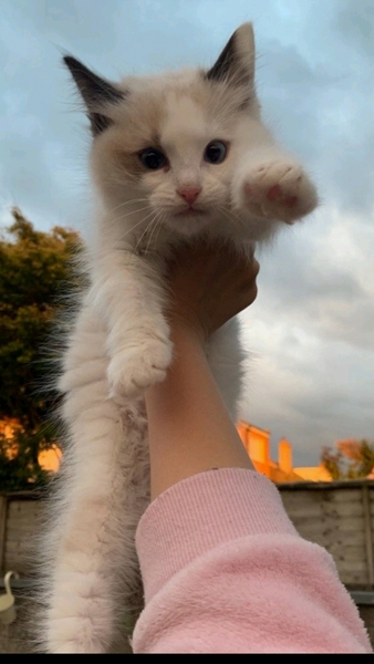 Talk to me about ragdolls