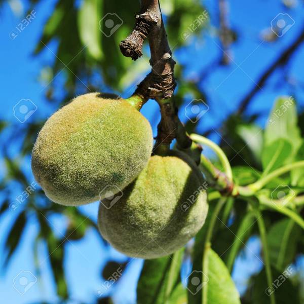 What fruit is this on my tree?