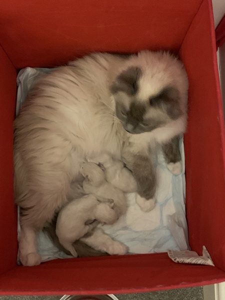 Who wants a live birth thread?