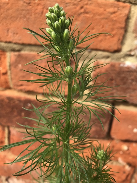 Is this a weed?