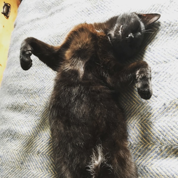 Picture of my fat cat on his back
