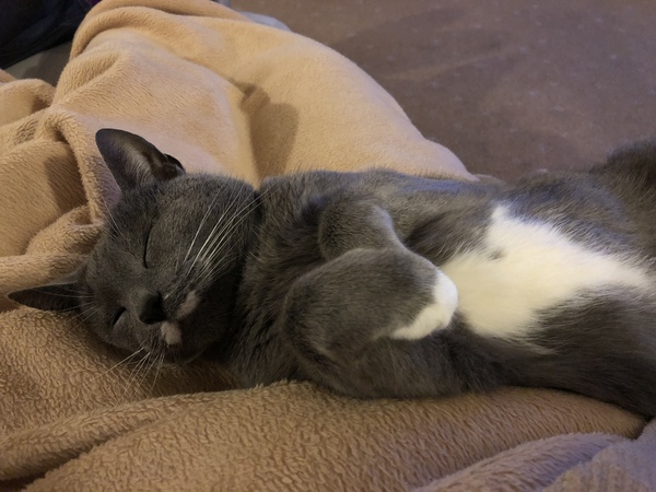 Picture of my fat cat on his back