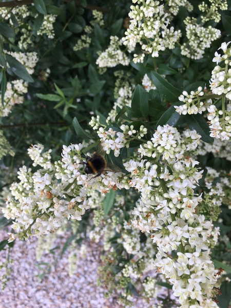 Is this elderflower?