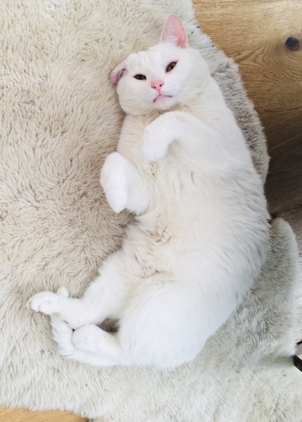 AIBU to think my cat is the cutest !