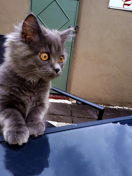 AIBU to think my cat is the cutest !