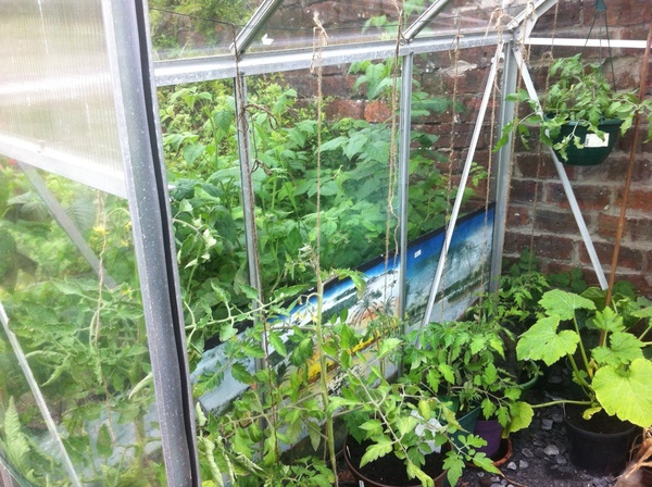 Allotment/Veg Patch Thread 14 ! growing into summer