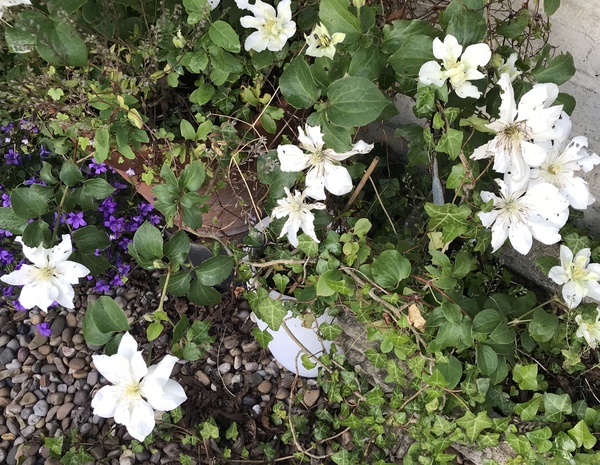 Anyone know what’s eating this clematis, please?