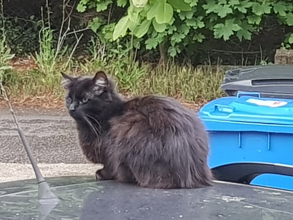 Next door's -thug- cat