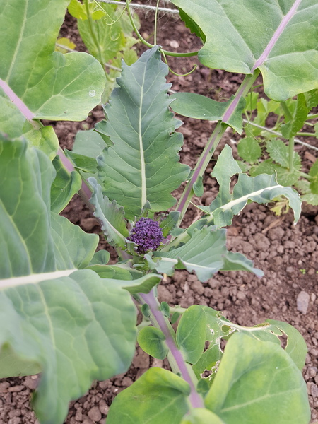 Allotment/Veg Patch Thread 14 ! growing into summer