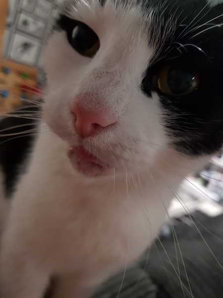 Next door's -thug- cat