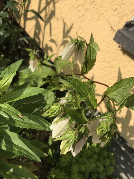 Spooky flower - cross of Honesty and Giant Bluebells