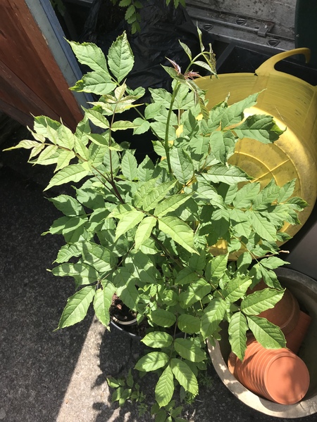 Tree ID please?