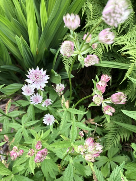 Plant identification