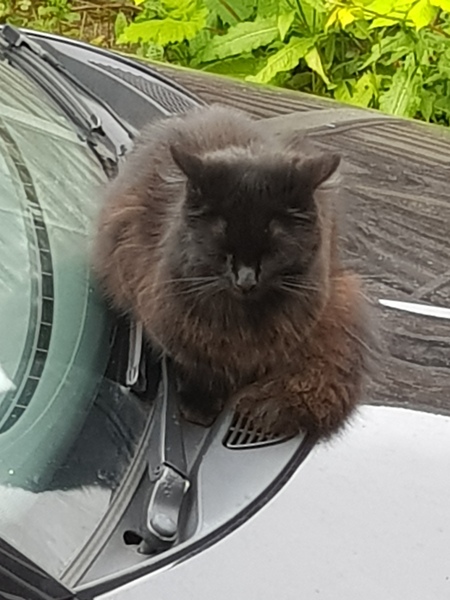 Next door's -thug- cat