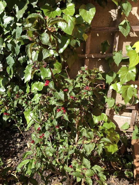 What is this and what’s wrong with it?