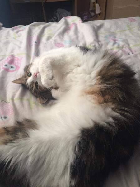 My cat has cancer, when to PTS?