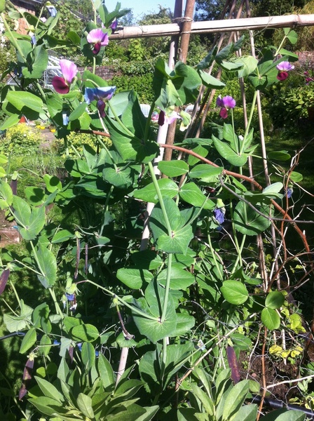 Allotment/Veg Patch Thread 14 ! growing into summer