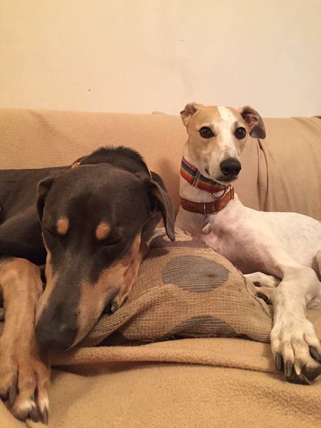 Adopting a retired greyhound