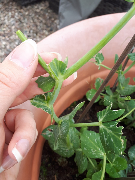 What is eating my vegetables:(