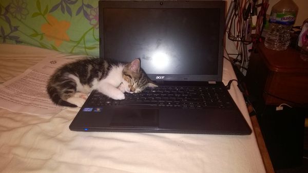 AIBU to think my cat is the cutest !