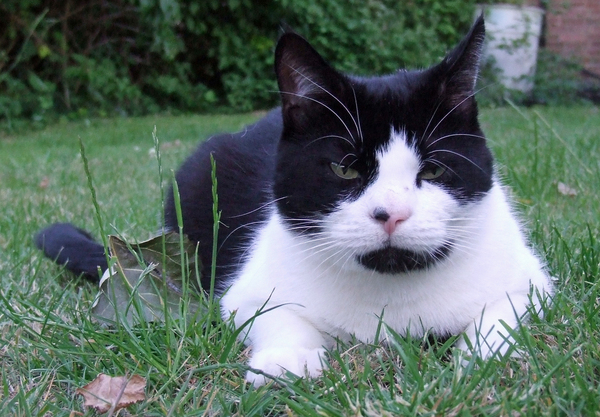 AIBU to think my cat is the cutest !