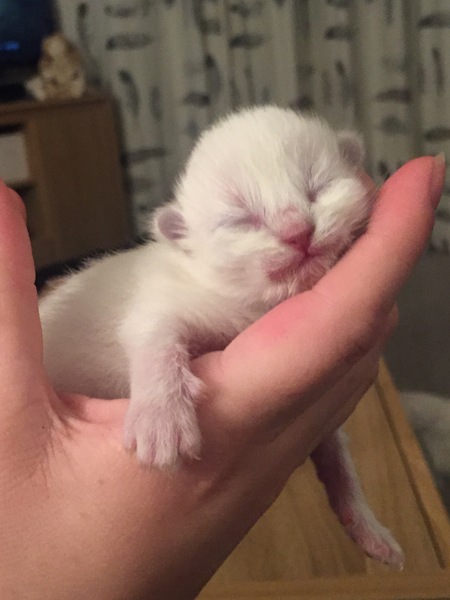 Who wants a live birth thread?